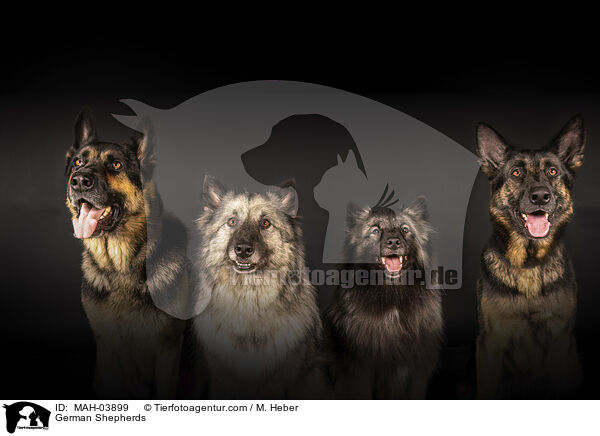 Deutsche Schferhunde / German Shepherds / MAH-03899