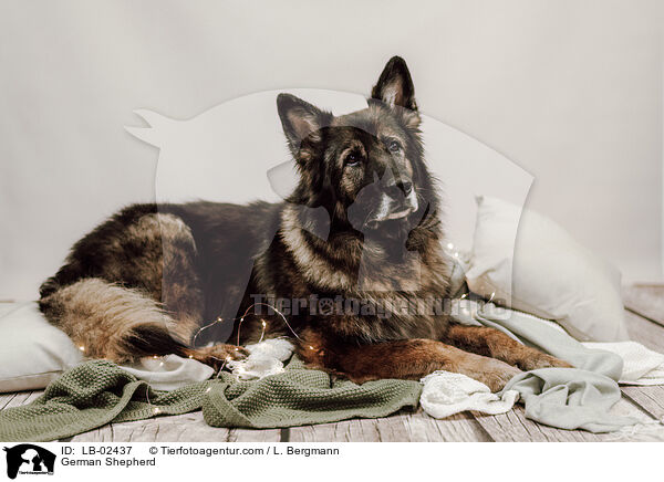 Deutscher Schferhund / German Shepherd / LB-02437