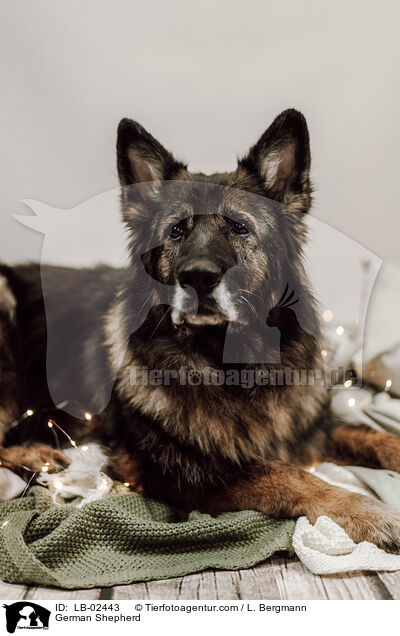 Deutscher Schferhund / German Shepherd / LB-02443