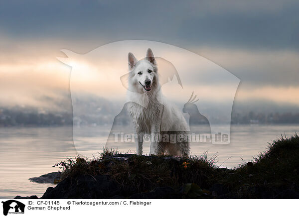 Deutscher Schferhund / German Shepherd / CF-01145