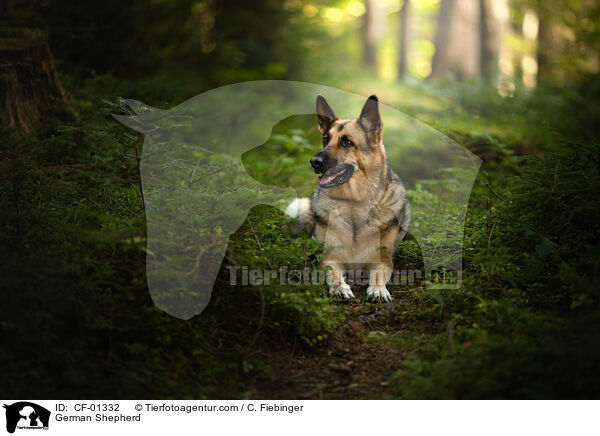 Deutscher Schferhund / German Shepherd / CF-01332