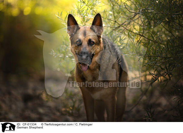 Deutscher Schferhund / German Shepherd / CF-01334