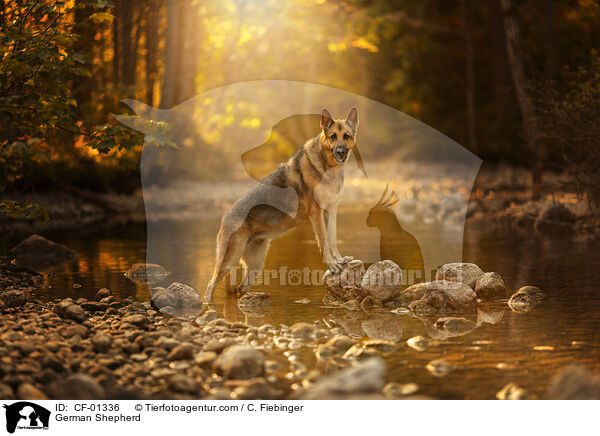 Deutscher Schferhund / German Shepherd / CF-01336