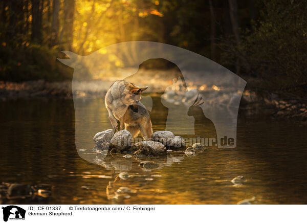 Deutscher Schferhund / German Shepherd / CF-01337