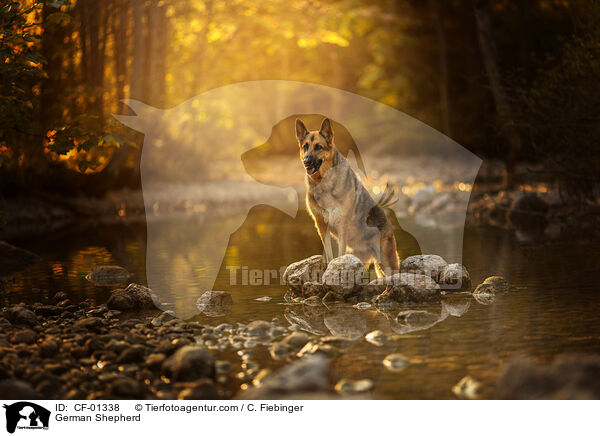 Deutscher Schferhund / German Shepherd / CF-01338