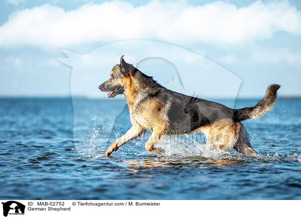 Deutscher Schferhund / German Shepherd / MAB-02752