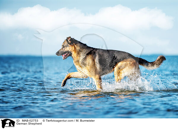 Deutscher Schferhund / German Shepherd / MAB-02753