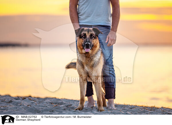 Deutscher Schferhund / German Shepherd / MAB-02762