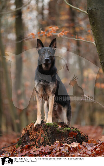 Deutscher Schferhund / German Shepherd / KB-13011