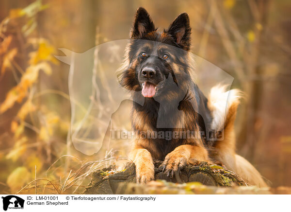 Deutscher Schferhund / German Shepherd / LM-01001