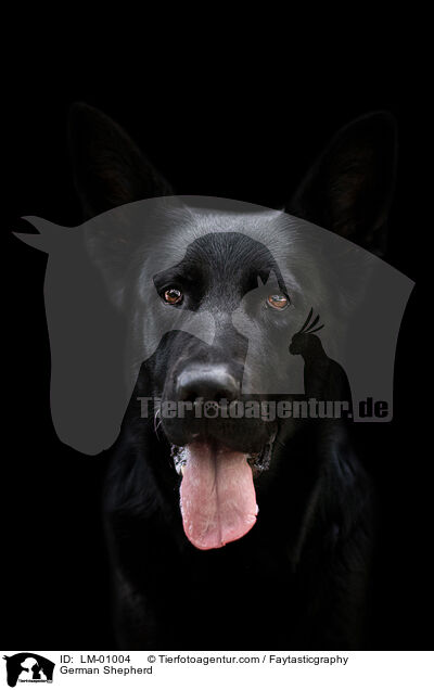 Deutscher Schferhund / German Shepherd / LM-01004