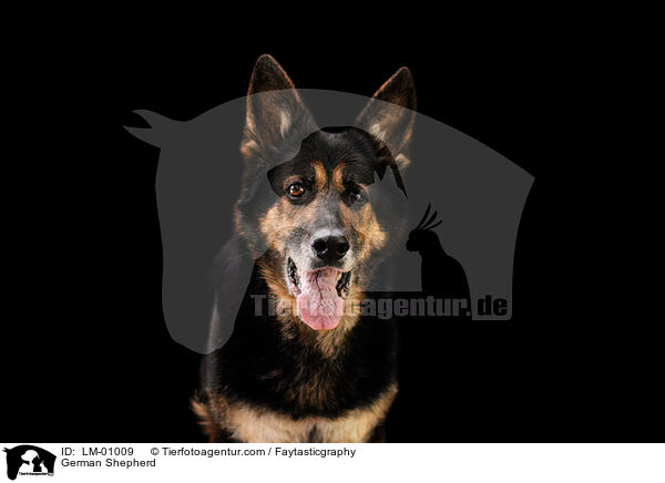 Deutscher Schferhund / German Shepherd / LM-01009