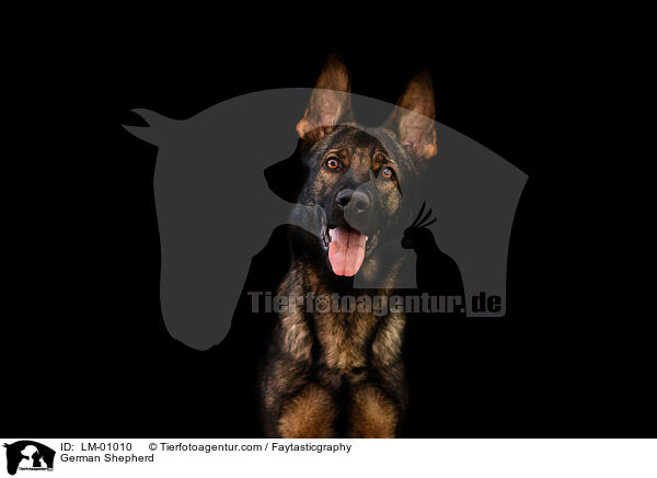 Deutscher Schferhund / German Shepherd / LM-01010