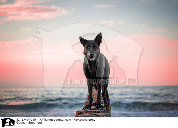 Deutscher Schferhund / German Shepherd / LM-01015