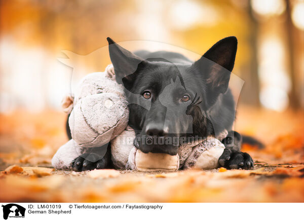 Deutscher Schferhund / German Shepherd / LM-01019