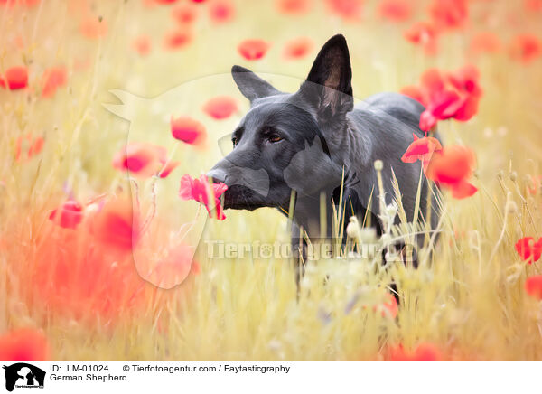 Deutscher Schferhund / German Shepherd / LM-01024