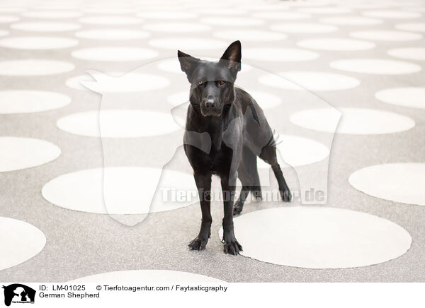 Deutscher Schferhund / German Shepherd / LM-01025