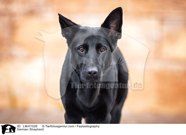 Deutscher Schferhund / German Shepherd / LM-01026