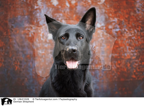Deutscher Schferhund / German Shepherd / LM-01028