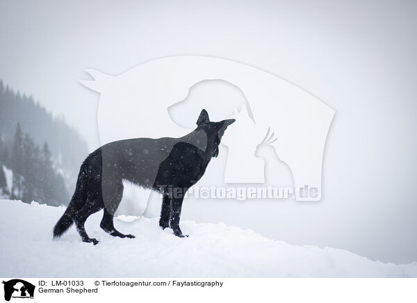 Deutscher Schferhund / German Shepherd / LM-01033