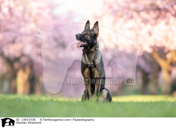 Deutscher Schferhund / German Shepherd / LM-01038
