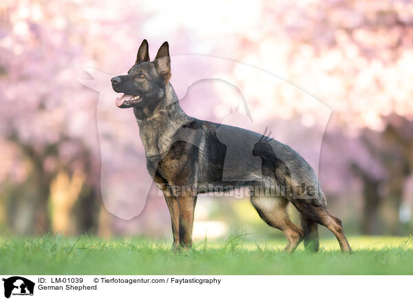 Deutscher Schferhund / German Shepherd / LM-01039