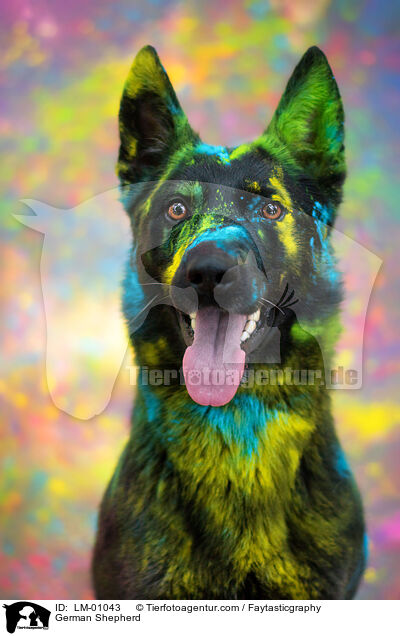 German Shepherd / LM-01043