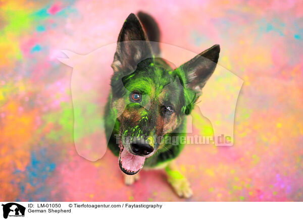 Deutscher Schferhund / German Shepherd / LM-01050