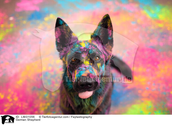 German Shepherd / LM-01056