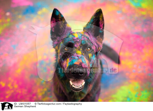 German Shepherd / LM-01057