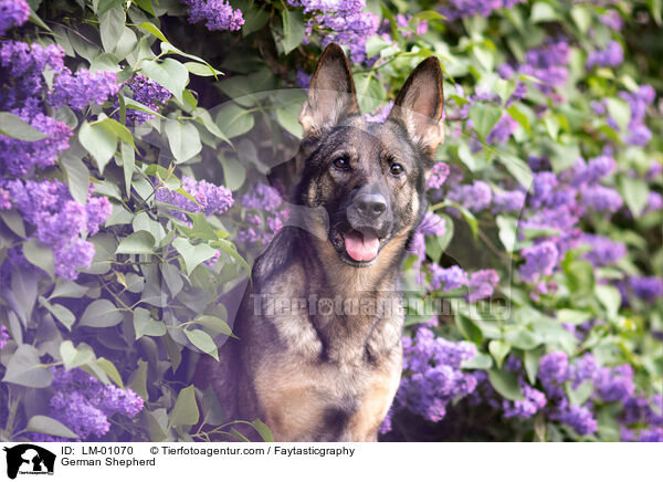 German Shepherd / LM-01070