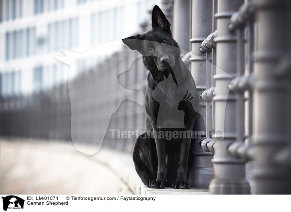 Deutscher Schferhund / German Shepherd / LM-01071