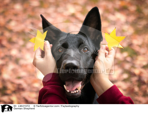 Deutscher Schferhund / German Shepherd / LM-01072