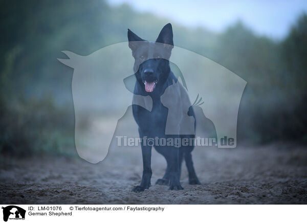 Deutscher Schferhund / German Shepherd / LM-01076