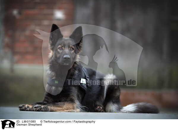 Deutscher Schferhund / German Shepherd / LM-01080