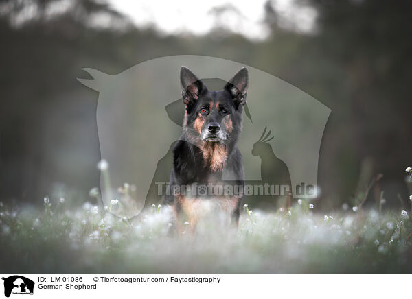Deutscher Schferhund / German Shepherd / LM-01086