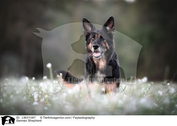 Deutscher Schferhund / German Shepherd / LM-01087