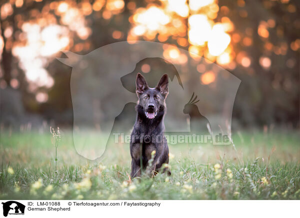 Deutscher Schferhund / German Shepherd / LM-01088