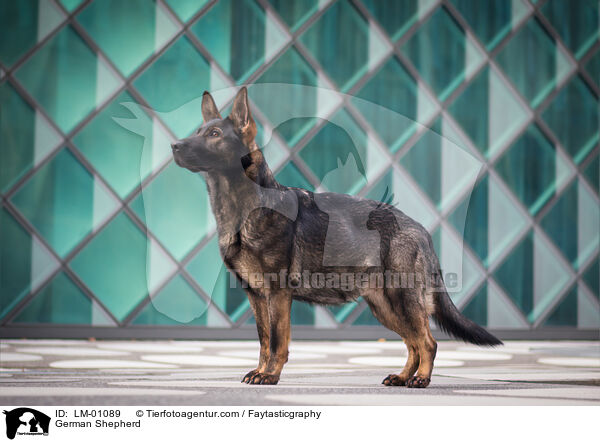 Deutscher Schferhund / German Shepherd / LM-01089