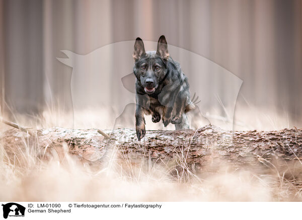 Deutscher Schferhund / German Shepherd / LM-01090