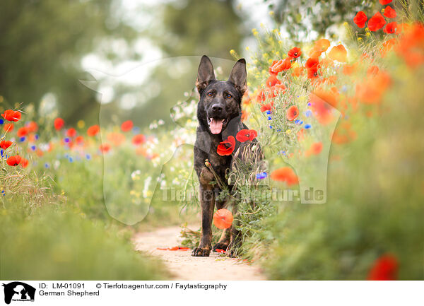 Deutscher Schferhund / German Shepherd / LM-01091
