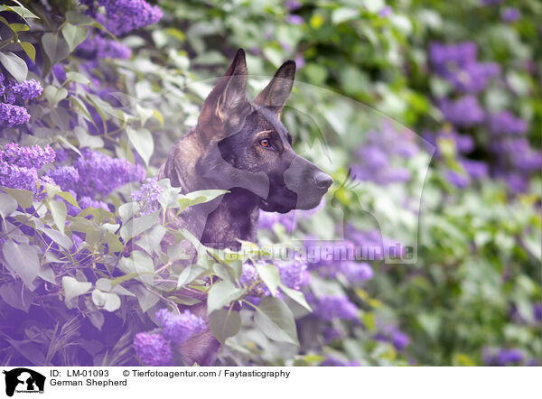 Deutscher Schferhund / German Shepherd / LM-01093