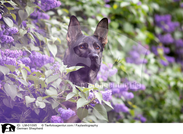 Deutscher Schferhund / German Shepherd / LM-01095