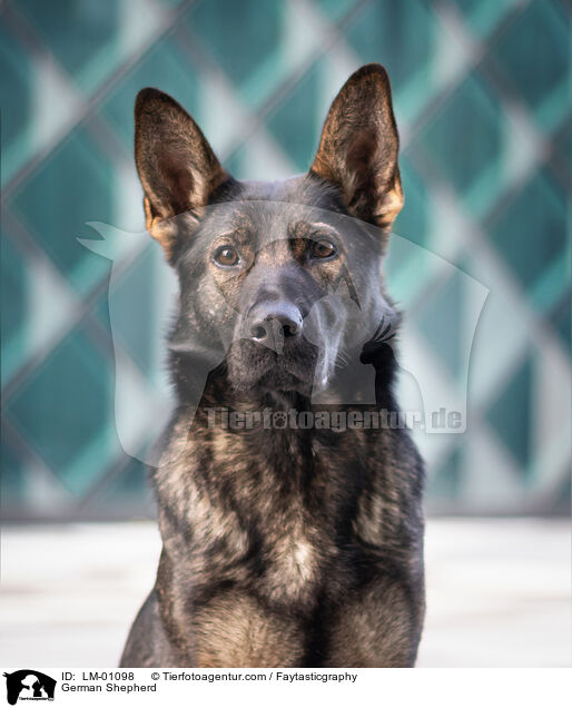 Deutscher Schferhund / German Shepherd / LM-01098