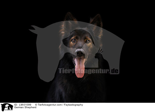 Deutscher Schferhund / German Shepherd / LM-01099