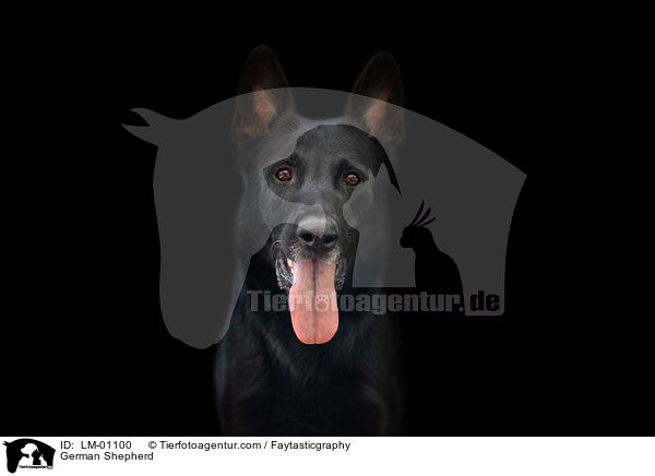 Deutscher Schferhund / German Shepherd / LM-01100