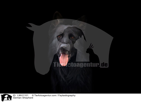 Deutscher Schferhund / German Shepherd / LM-01101