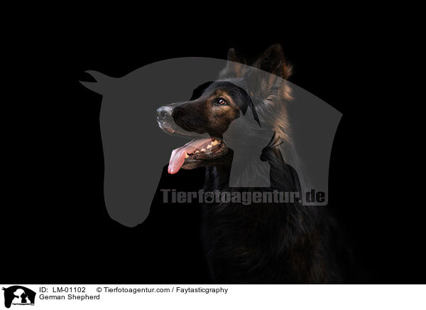 Deutscher Schferhund / German Shepherd / LM-01102