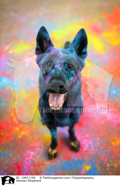 German Shepherd / LM-01108