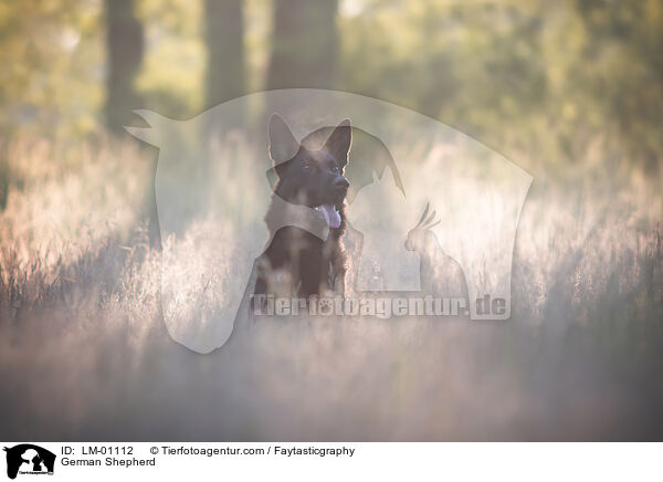 Deutscher Schferhund / German Shepherd / LM-01112